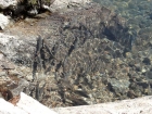 Arctic Grayling spawning in the lake.