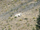 Zoom shot of a goat near East Chamberlain Peak.