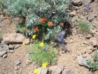 Wildflowers next to the trail (Paintbrush, Larkspur, and ?).