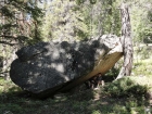 Tree holding up a big rock?