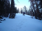 Splattski snowshoeing through the forest, nearing tree-line.