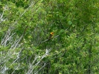 Close up of one of the numerous Western Tanagers we saw along the way.