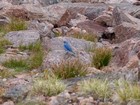 Bluebird near Lake Eglise on the way back.