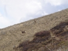 A couple deer on the north side of Three Point's north point.