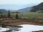 Moose in the upper Pahsimeroi Valley.