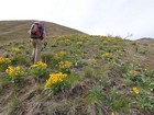 Hiking up through the wildflowers, not long after leaving the road.
