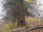 Me standing in front of a large fir tree next to the trail.