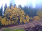 Fall colors near the trailhead.