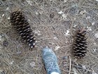 Big pine cones.