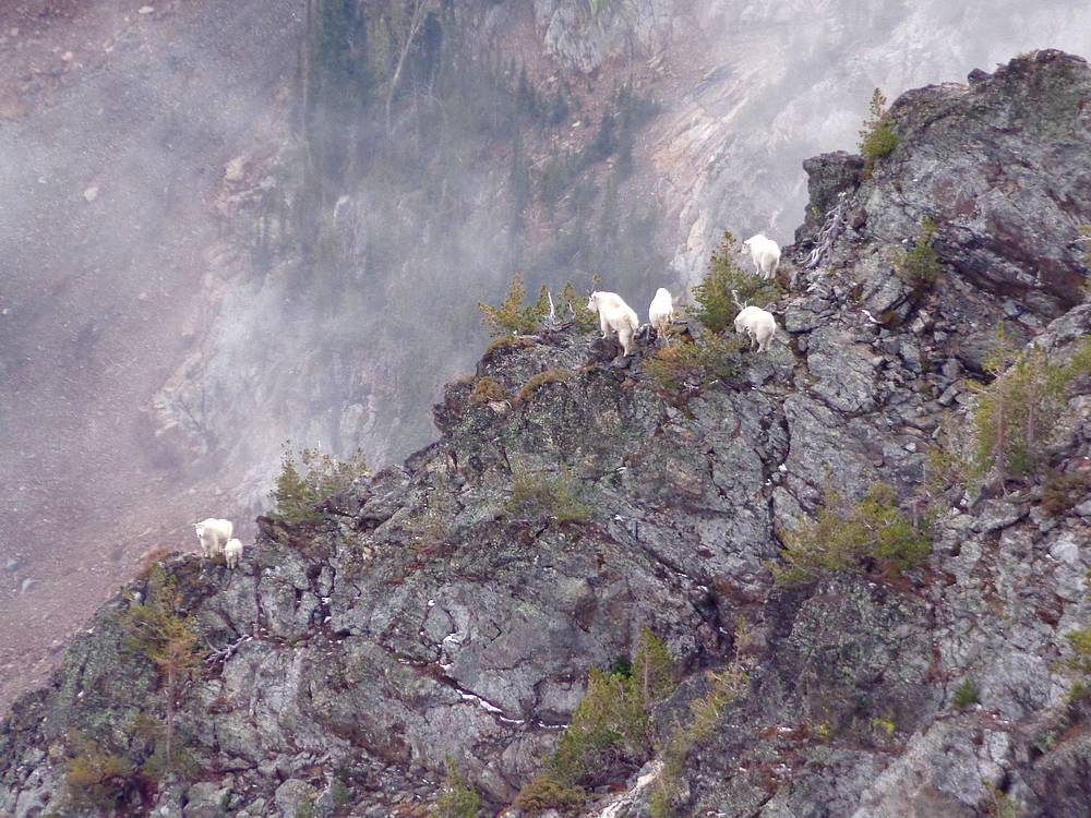 Mountain Goats below Elkhorn Peak