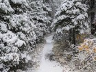 Love the snowy trail.