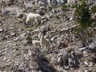 Mountain Goats south of Baron Peak.