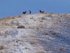 Three elk leading the way.