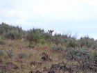 A couple of the deer seen during the hike down.