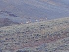 Herd of Pronghorn early in the hike.