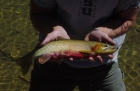 The largest of many cutthroat trout we caught at Born Lakes belonged to Jordan (as usual).