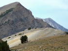 A herd of Bighorn Sheep crossing a hill in Bighorn Basin, with WCP-6 in the background.