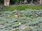 Inquisitive deer in Iron Basin.