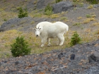 Mountain Goat posing, 20 yards away.