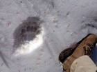 Bear tracks in the snow.